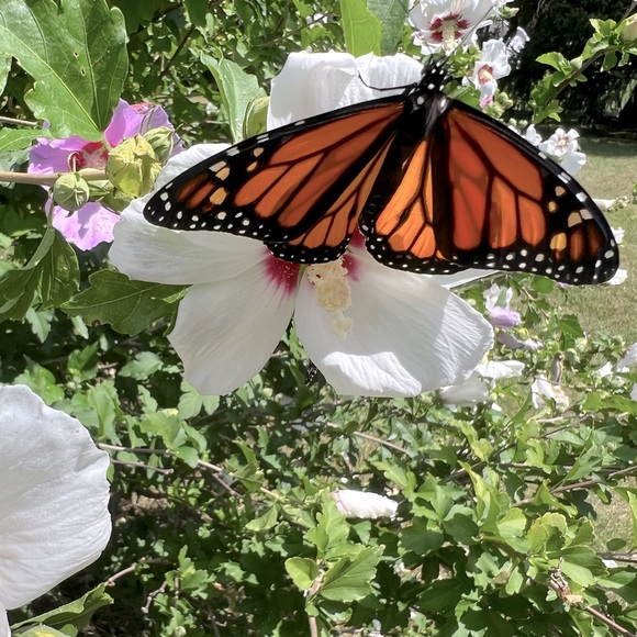 Meet your Posher, Heather - Picture 1 of 1